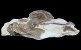 Xiphactinus (Cretaceous Fish) Bones in Chalk- Kansas #64172-3